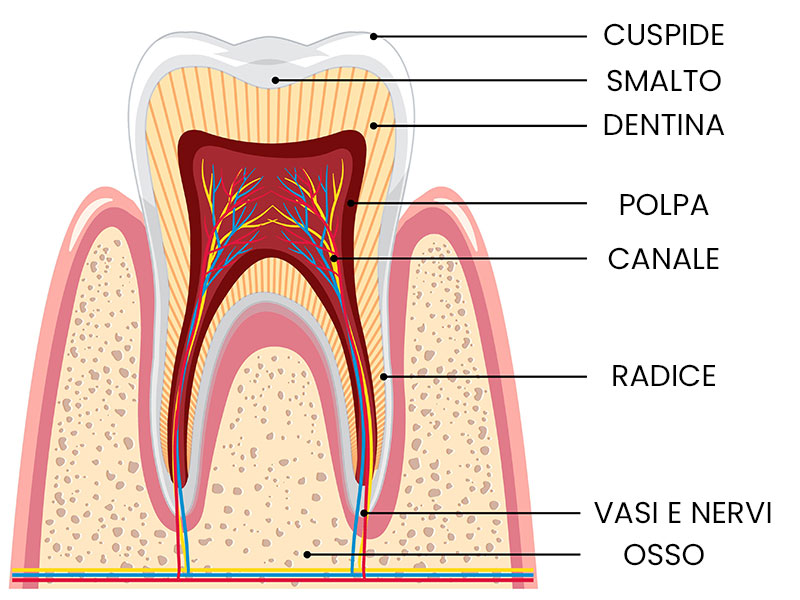 composizione del dente